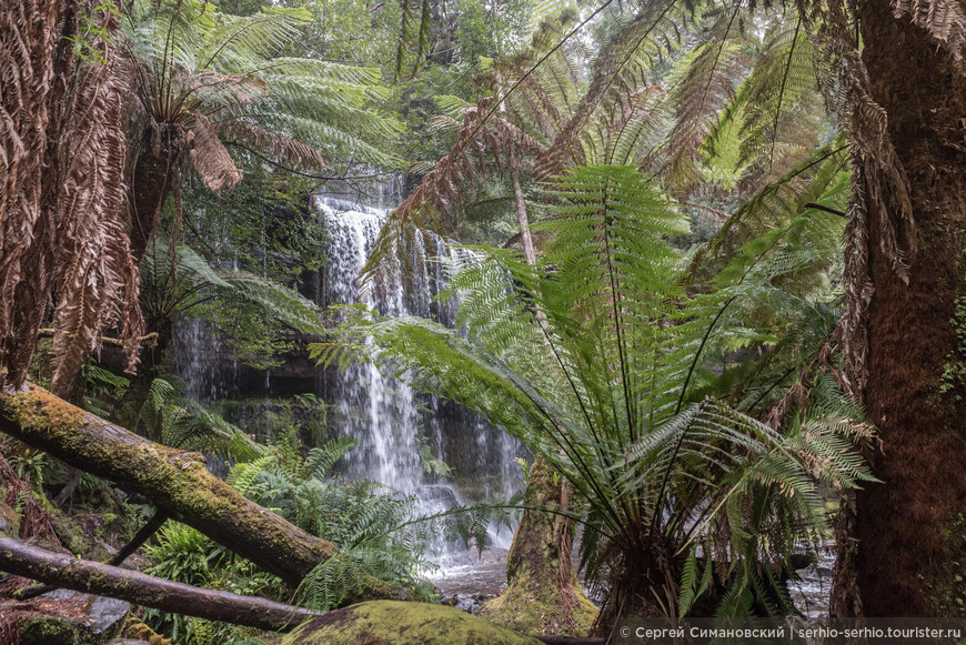 Тасмания ( Часть 2 — Вид сверху, водопады, валлаби и исполинские деревья )
