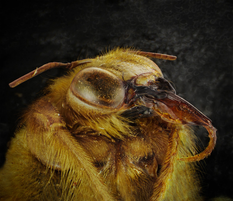 Не такие противные, как кажется: 20 потрясающих макрофотографий насекомых