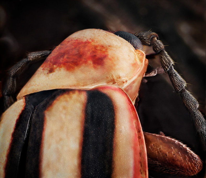 Не такие противные, как кажется: 20 потрясающих макрофотографий насекомых