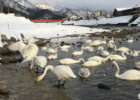 Там, где зимуют сибирские лебеди-кликуны