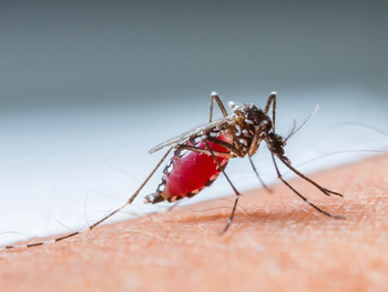 Туристов вновь предупреждают о лихорадке денге в Малайзии