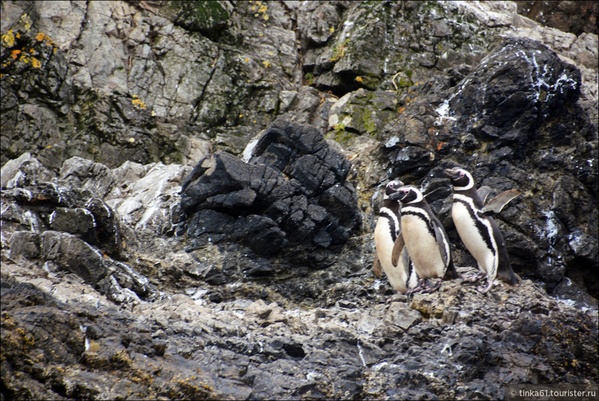 С визитом к пингвинам на Чилоэ