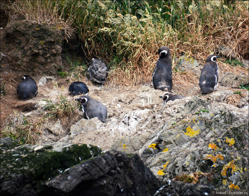 С визитом к пингвинам на Чилоэ