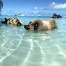 Остров Свиней на Багамах