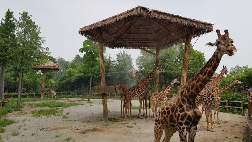 Сафари-парк Shanghai Wild Animal Park