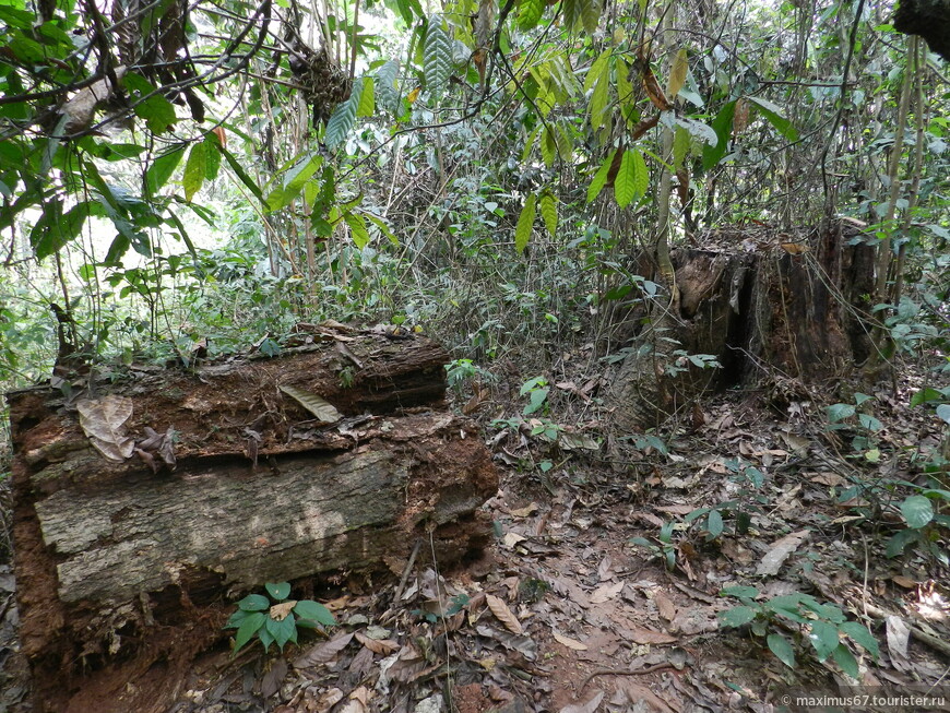 Камерун. Ч - 16. Тропический лес и Банту (люди леса) 