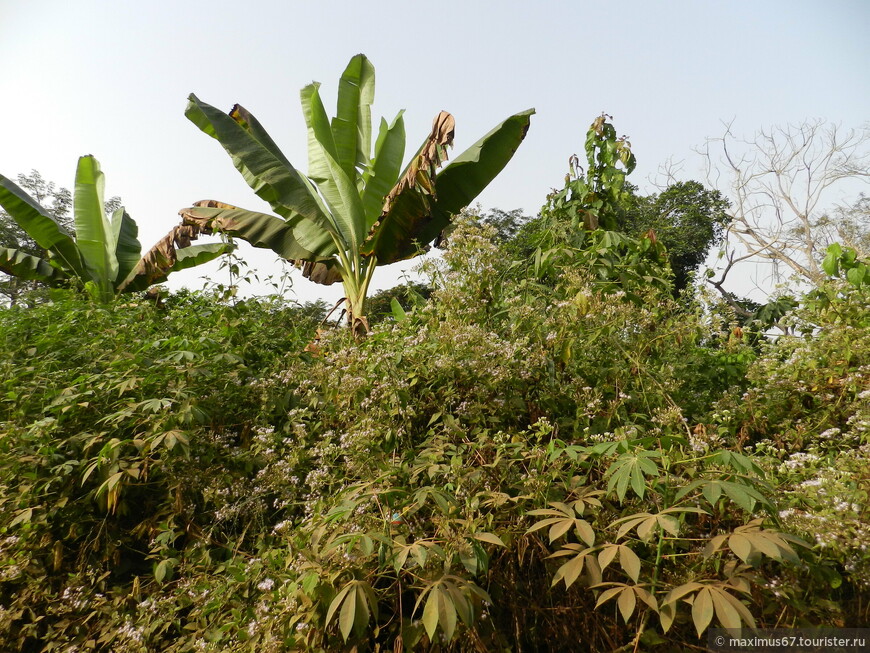 Камерун. Ч - 16. Тропический лес и Банту (люди леса) 