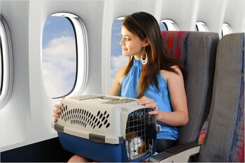 «Аэрофлот» уменьшит размер контейнеров для перевозки животных в салоне самолёта