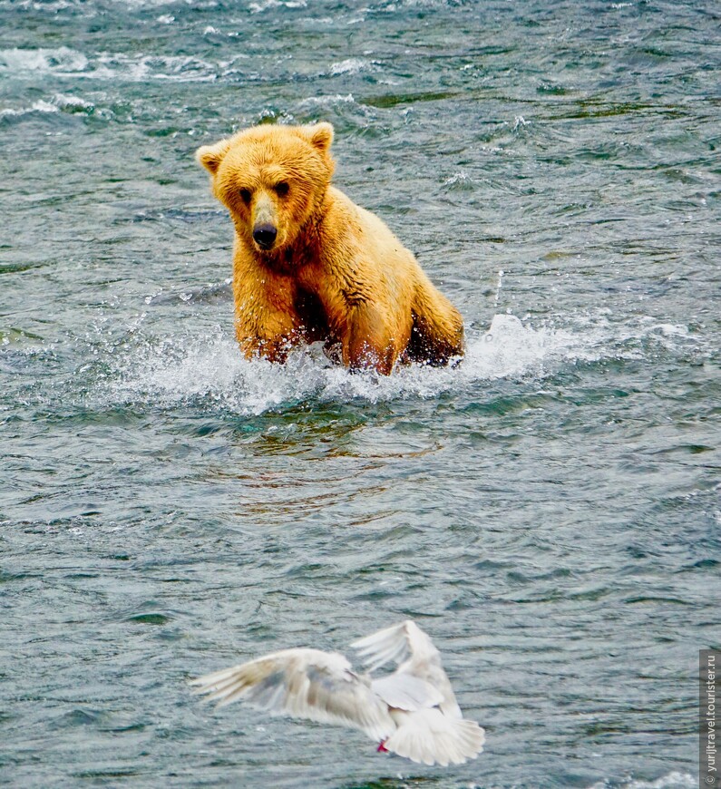 Аляска. ч.6 — Медведи, всюду медведи...