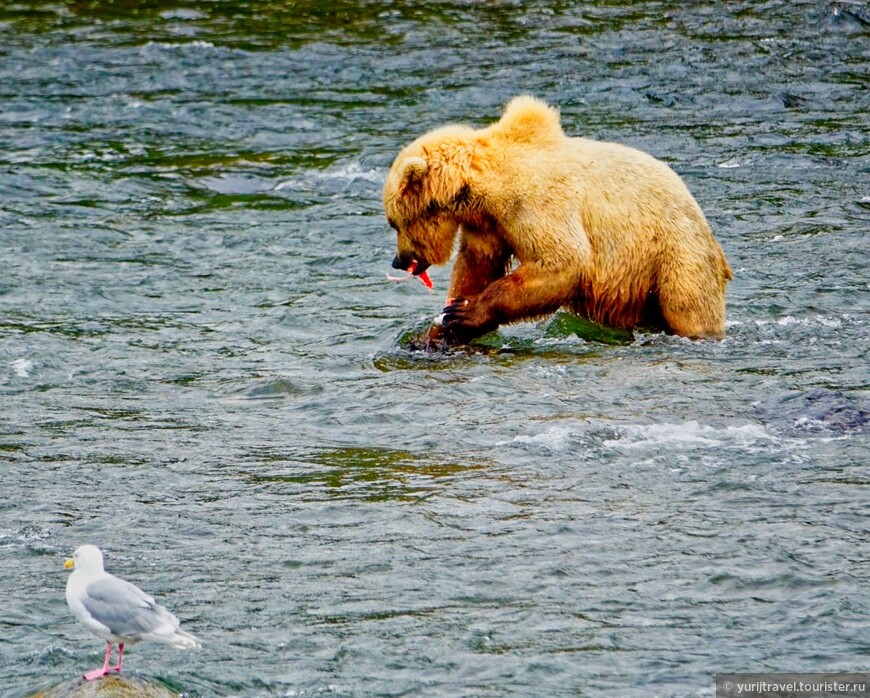 Аляска. ч.6 — Медведи, всюду медведи...