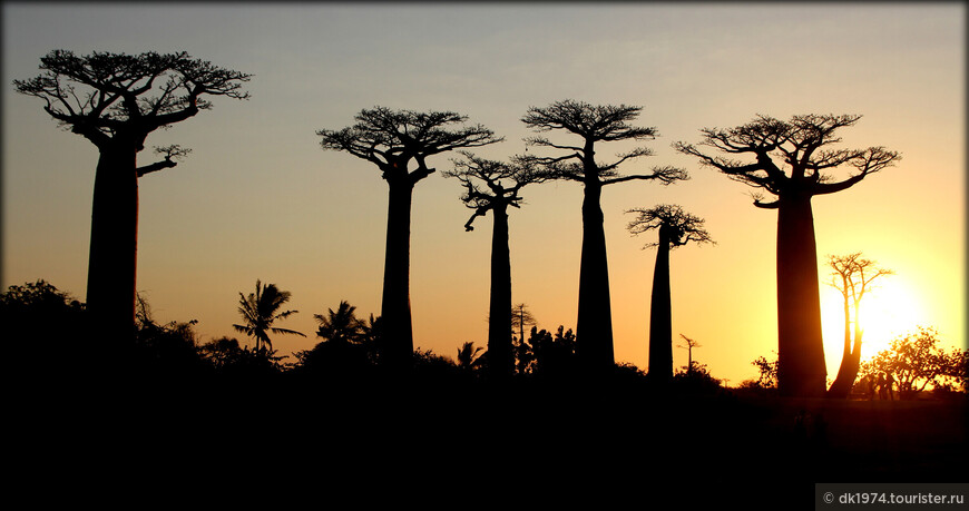 Визитная карточка Мадагаскара или закат на «Аллее баобабов»