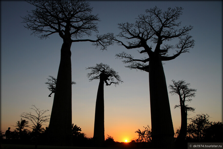 Визитная карточка Мадагаскара или закат на «Аллее баобабов»