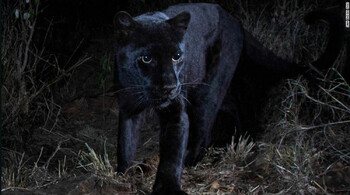 В Африке впервые за сто лет сфотографировали редкого чёрного леопарда
