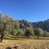 Экскурсия в оливковую рощу из Барселоны