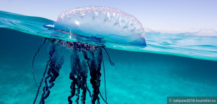 В отличие от черноморских медуз, которые своим присутствием лишь веселят туристов, медузы Персидского залива могут серьезно навредить всем, кто с ними столкнется.