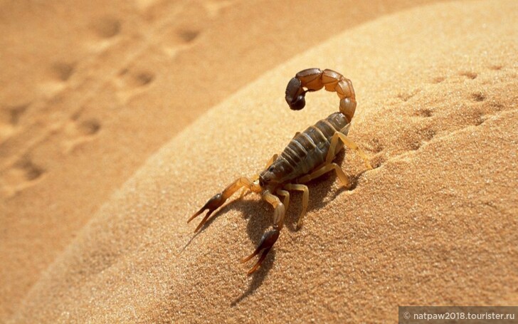 В ОАЭ  скорпионы  безобидные. Конечно, эффект шока  при встрече со  обеспечен! Обитают они в пустыне, и подходить к людям боятся, но во время путешествия по пескам, нужно внимательно смотреть под ноги.