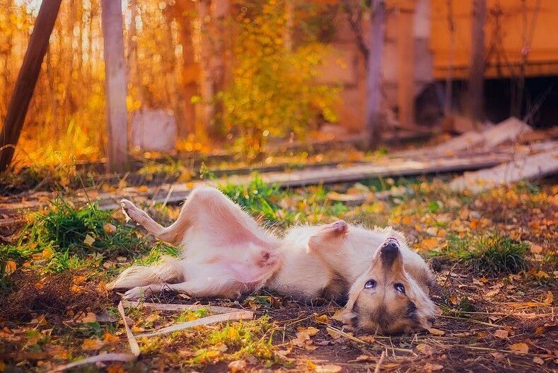 Россиянка бросила все и уехала жить в лес с сотней больных собак: трогательный рассказ и фотографии