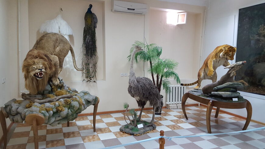 Музей природы в Ташкенте (O'zbekiston Davlat Tabiat muzeyi)