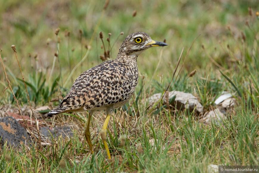 Капская авдотка, Burhinus capensis capensis, Spotted Thick-knee