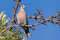 Красноглазая горлица, Streptopelia semitorquata, Red-eyed Dove