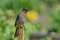 Трёхцветный бюльбюль, Pycnonotus tricolor, Dark-capped Bulbul