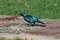 Капский блестящий скворец, Lamprotornis nitens, Cape Glossy Starling