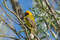 Южный черногорлый ткач, Ploceus velatus velatus, Southern Masked Weaver