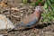 Малая горлица, Streptopelia senegalensis senegalensis, Laughing Dove