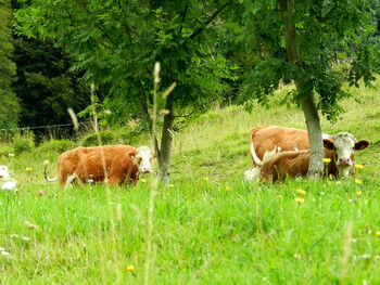 В Австрии немецкую туристку затоптало стадо коров