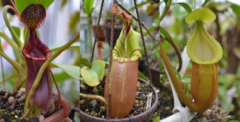 7 редких растений с самыми необычными способностями