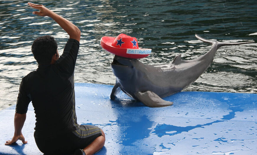 Дельфинарий в Паттайе (Pattaya Dolphin World)