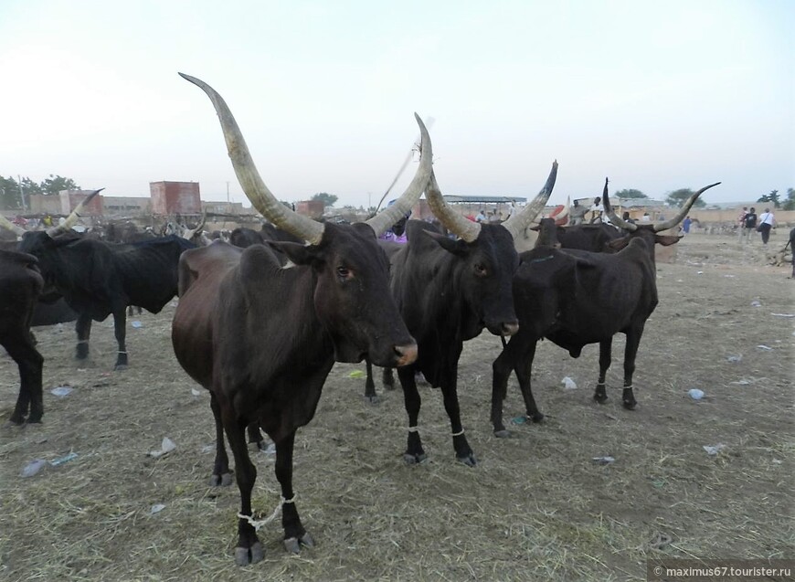 Нигер. Ч - 25. Скотоводческий рынок