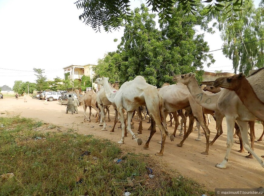 Нигер. Ч - 25. Скотоводческий рынок