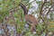 Африканский серый токо, Tockus nasutus epirhinus, African Grey Hornbill