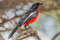 Красногрудый певчий сорокопут, Laniarius atrococcineus, Crimson-breasted Shrike