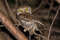 Жемчужный воробьиный сыч, Glaucidium perlatum licua, Pearl-spotted Owlet