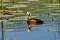 Африканский малый гусь, Nettapus auritus, African Pygmy-goose