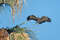Африканский лунёвый ястреб, Polyboroides typus typus, African Harrier-Hawk
