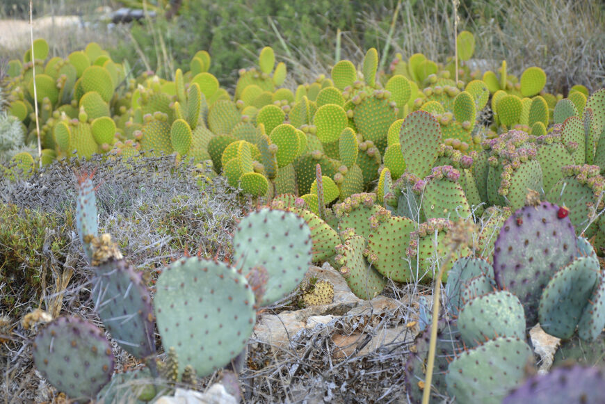 Парк кактусов (Ayia Napa Cactus Park)