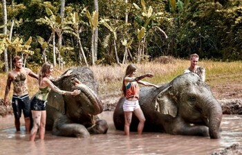 На Бали туристам предлагают грязевые ванны со слонами