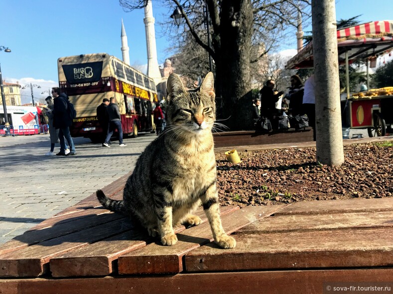 Стамбул: погладить и покормить 