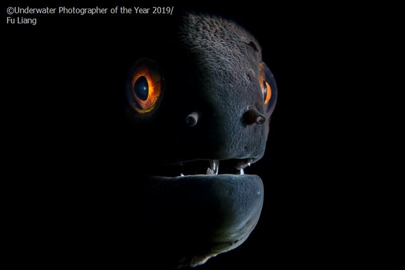 Мировой океан и его обитатели на лучших подводных фотографиях
