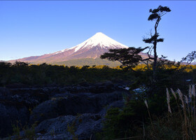 Знаменитый открыточный вид парка - застывшая лава и дерево на фоне импозантного  вулкана Осорно.