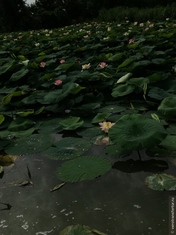 Цветы лотоса на верхнем озере Мантуи ! 