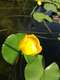 Это другой вид цветка лотоса .
Здесь уже не смогу обойтись без того ,что бы не объяснить ,что это за озеро Чеи ..
Озеро располагается в регион Трентино Альто Адидже , в 20 км севернее от озеро Гарда !  