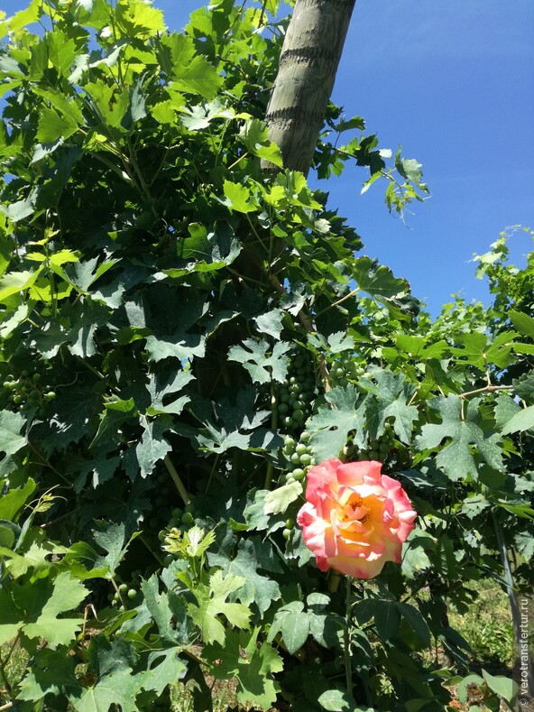 Роза у виноградника !
Здесь есть маленький секрет .Итальянцы сажают розы у виноградников не для красоты , а для того чтобы узнать когда виноградник начал болеть . 