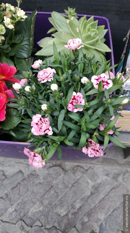 Цветы в клумбах у отеля Оливи в городе Сирмионе !