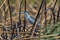 Кваква обыкновенная, Nycticorax nycticorax, Black-crowned Night Heron  