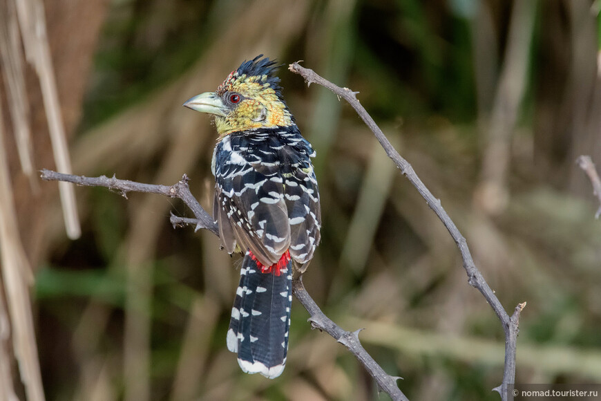 Хохлатый трахифонус, Trachyphonus vaillantii, Crested Barbet  