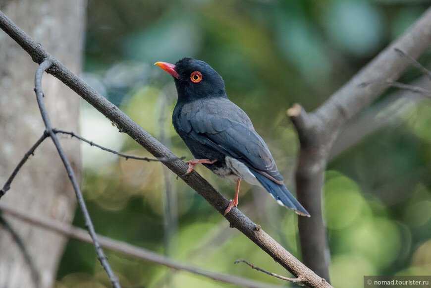 Трехцветный очковый сорокопут, Prionops retzii, Retz's Helmetshrike  